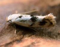 Attēlu rezultāti vaicājumam “Elachista maculicerusella”