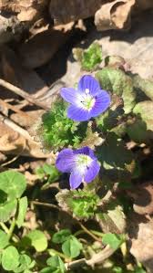 Attēlu rezultāti vaicājumam “Veronica filiformis bud”