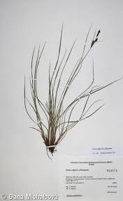 Attēlu rezultāti vaicājumam “Carex acuta leaf”