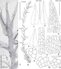 Attēlu rezultāti vaicājumam “Dicranella staphylina”