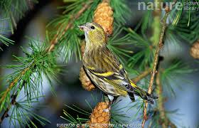 Attēlu rezultāti vaicājumam “Carduelis spinus female”