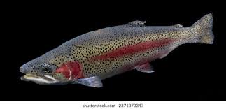 Image result for Oncorhynchus