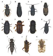 Attēlu rezultāti vaicājumam “Alloeotomus sp.”