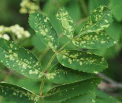 Attēlu rezultāti vaicājumam “Eriophyes padi”