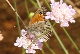 Attēlu rezultāti vaicājumam “Hyponephele lycaon male”