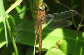 Attēlu rezultāti vaicājumam “Aeshna isoceles”