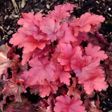 Image result for Heuchera `Swirling Fantasy`