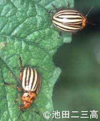 Attēlu rezultāti vaicājumam “Leptinotarsa decemlineata”