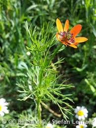 Image result for Adonis aestivalis