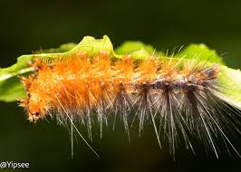 Attēlu rezultāti vaicājumam “Spilosoma sp.”