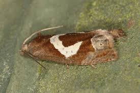 Attēlu rezultāti vaicājumam “Epiblema foenella”