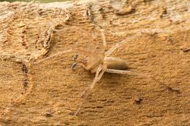 Attēlu rezultāti vaicājumam “Cheiracanthium sp.”
