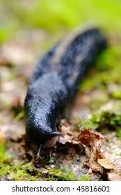 Attēlu rezultāti vaicājumam “Limax cinereoniger”