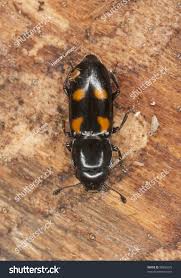 Attēlu rezultāti vaicājumam “Glischrochilus hortensis”