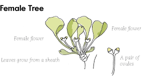 Attēlu rezultāti vaicājumam “Ginkgo biloba female flower”