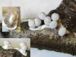 Attēlu rezultāti vaicājumam “Diderma montanum”