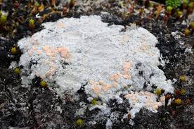 Attēlu rezultāti vaicājumam “Icmadophila ericetorum”