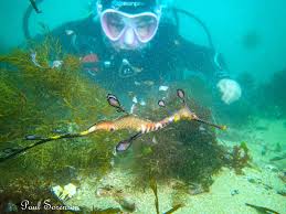 Image result for Diveline