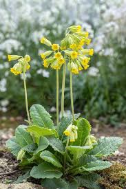 Attēlu rezultāti vaicājumam “Primula veris leaf”