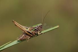 Attēlu rezultāti vaicājumam “Metrioptera brachyptera”