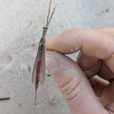 Attēlu rezultāti vaicājumam “Ranatra linearis”