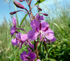 Attēlu rezultāti vaicājumam “Epilobium angustifolium flower”