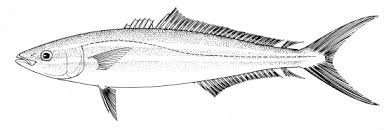 Image result for Elagatis bipinnulata