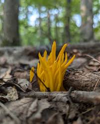 Attēlu rezultāti vaicājumam “Nowellia curvifolia sporophyte”