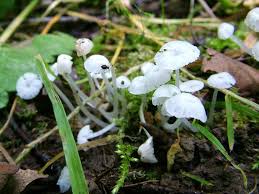 Attēlu rezultāti vaicājumam “Delicatula integrella”