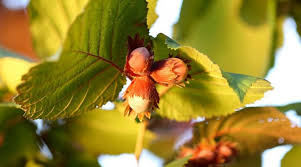 Attēlu rezultāti vaicājumam “Corylus avellana leaf”