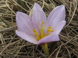 Attēlu rezultāti vaicājumam “Colchicum szovitsii subsp. szovitsii”