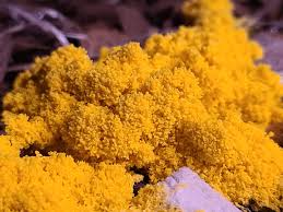 Attēlu rezultāti vaicājumam “Fuligo candida f. persicum macro”