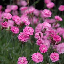 Image result for Dianthus gratianopolitanus