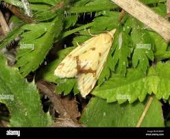 Attēlu rezultāti vaicājumam “Agapeta hamana”