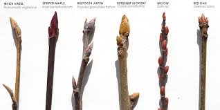 Attēlu rezultāti vaicājumam “Hamamelis virginiana bud”