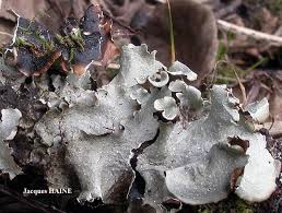 Attēlu rezultāti vaicājumam “Cetrelia sp.”