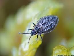 Attēlu rezultāti vaicājumam “Acalypta carinata”