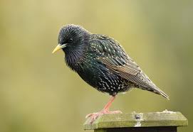 Attēlu rezultāti vaicājumam “Sturnus vulgaris male”