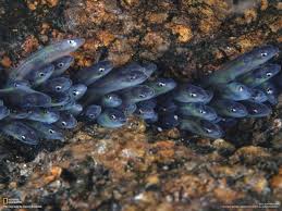 Image result for Anguilla rostrata