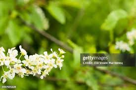 Attēlu rezultāti vaicājumam “Padus avium flower”