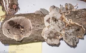 Attēlu rezultāti vaicājumam “Bjerkandera adusta”