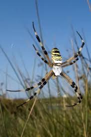 Attēlu rezultāti vaicājumam “Argiope bruennichi female”