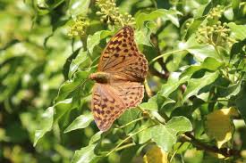 Attēlu rezultāti vaicājumam “Argynnis paphia female”