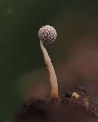 Attēlu rezultāti vaicājumam “Metatrichia sp.”