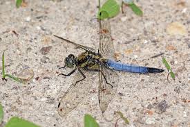 Attēlu rezultāti vaicājumam “Orthetrum cancellatum”
