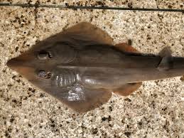 Image result for Rhinobatos rhinobatos