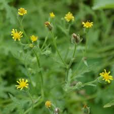 Attēlu rezultāti vaicājumam “Senecio viscosus flower”