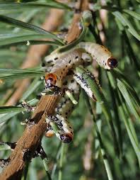 Attēlu rezultāti vaicājumam “Diprion pini female”