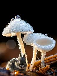 Attēlu rezultāti vaicājumam “Lachnum corticale”