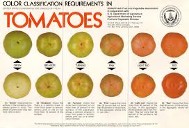 Afbeeldingsresultaat voor blushing yellow tomato